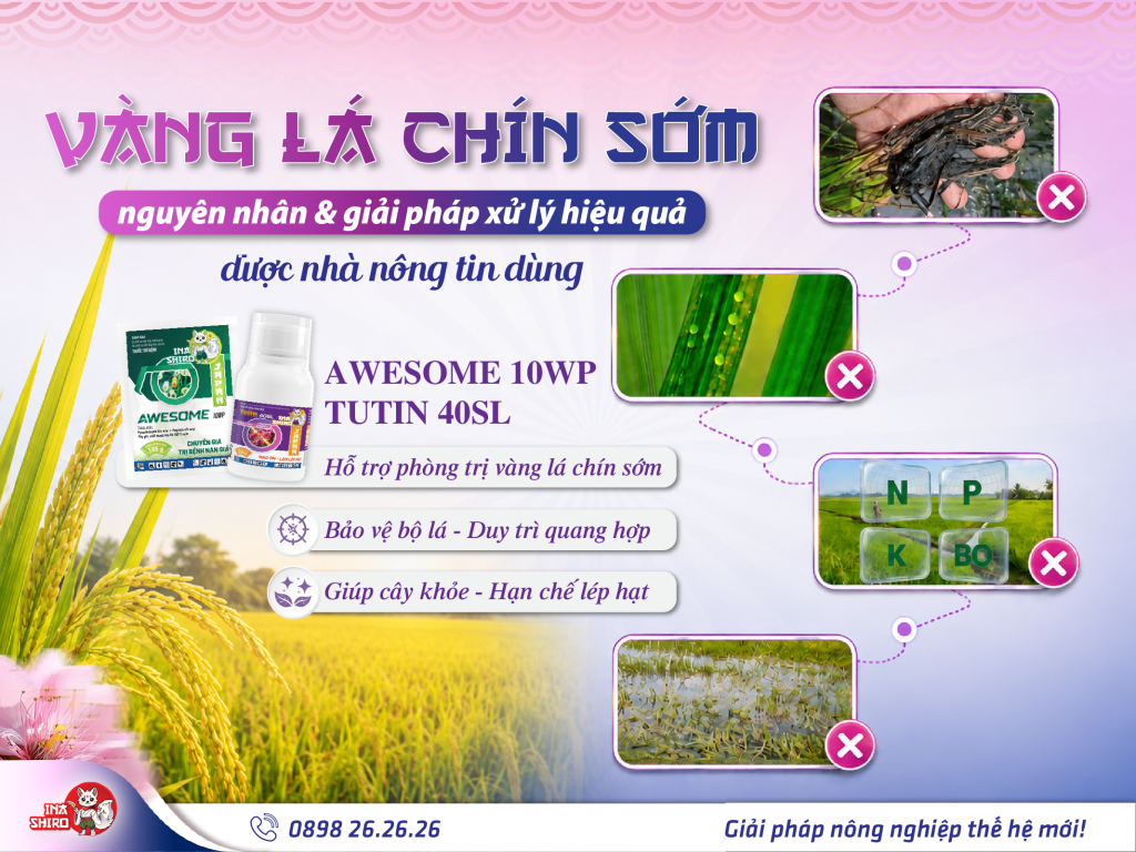 Nguyên nhân, dấu hiệu và giải pháp xử lý lúa bị vàng lá chín sớm