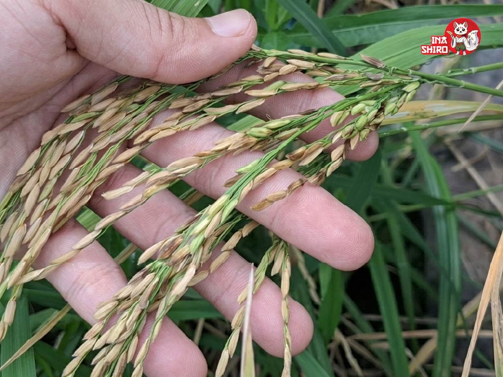 Nhận biết sớm lép vàng vi khuẩn để kịp thời xử lý đúng thời điểm