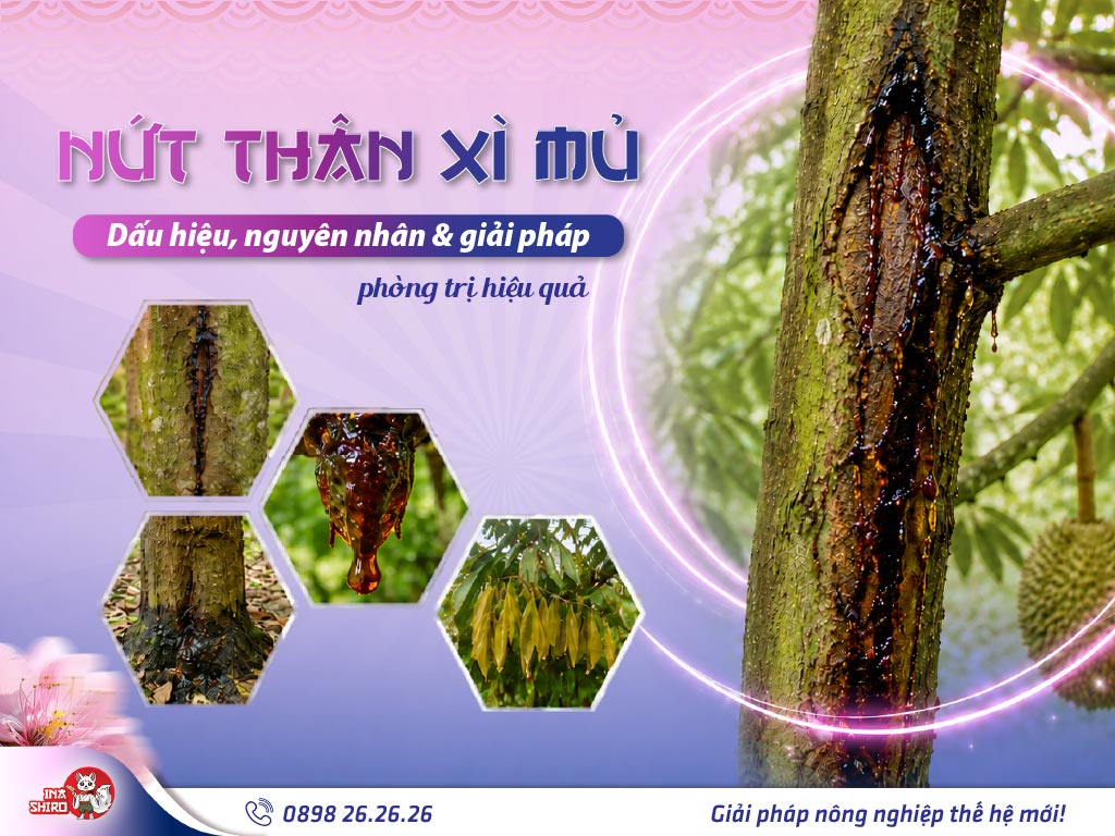 Nứt thân xì mủ sầu riêng: Dấu hiệu nhận biết, nguyên nhân và giải pháp phòng trị hiệu quả