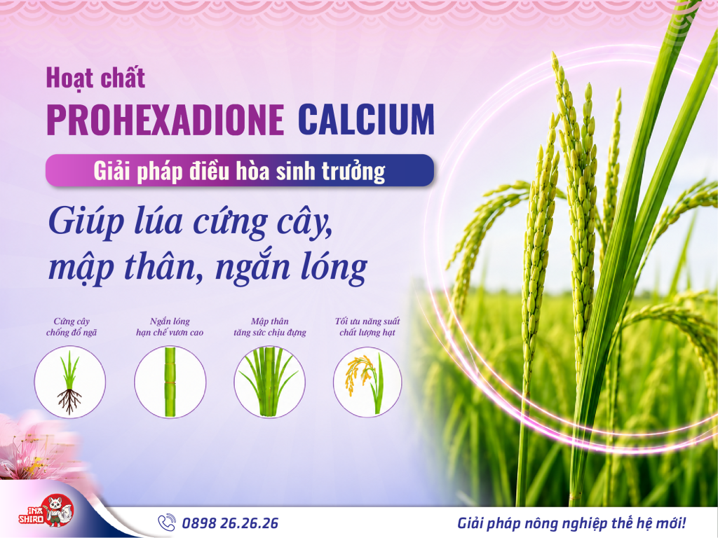 Prohexadione Calcium - Giải pháp điều hòa sinh trưởng giúp lúa cứng cây, mập thân, ngắn lóng