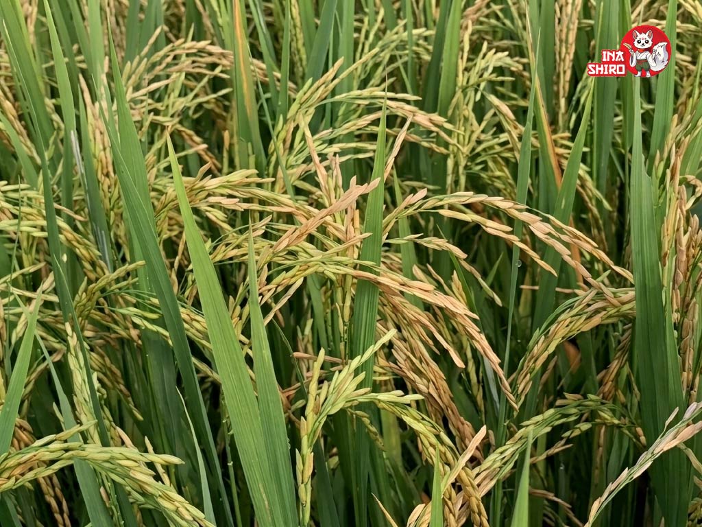 Ruộng lúa bị lép vàng vi khuẩn