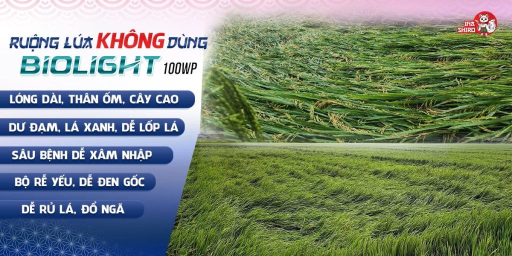 Sử dụng thuốc điều hòa sinh trưởng Biolight 100WP có hoạt chất Prohexadione Calcium sớm cho ruộng lúa trước khi quá muộn. 