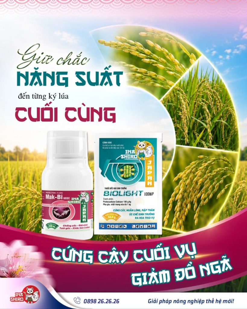 Kết hợp hoạt chất prohexadione calcium với dinh dưỡng trung vi lượng để tạo nên hiệu quả tối ưu cho lúa đạt năng suất cuối vụ