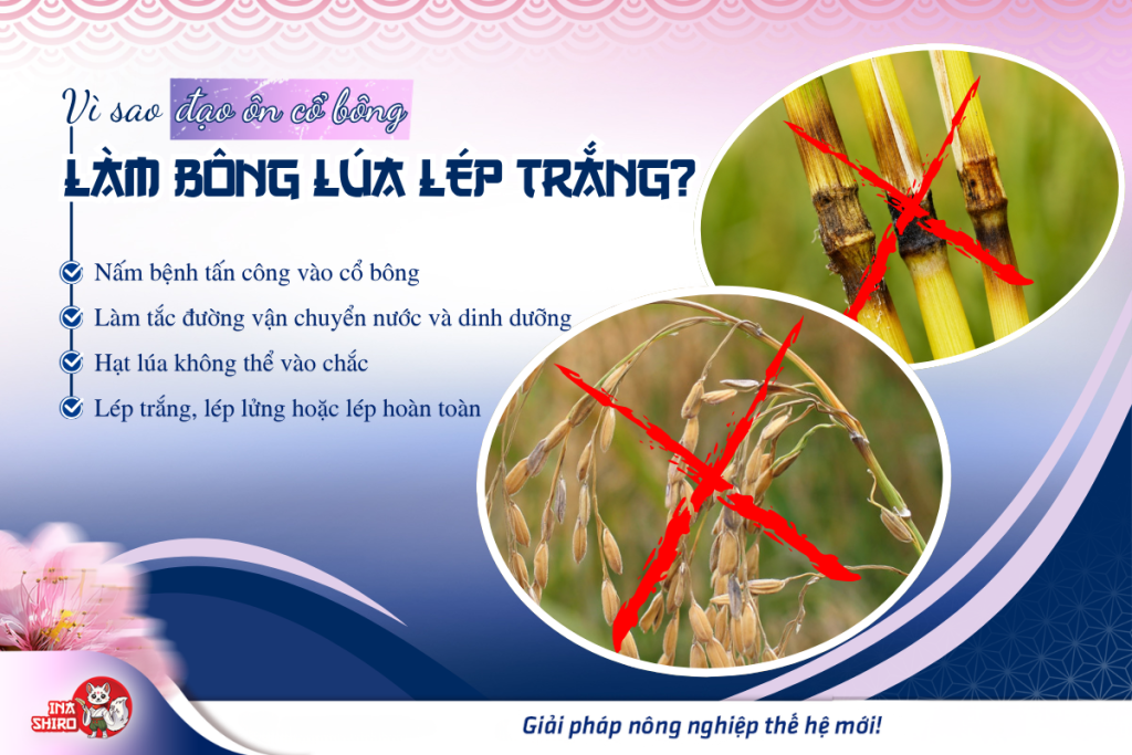 Vì sao đạo ôn cổ bông làm bông lúa lép trắng