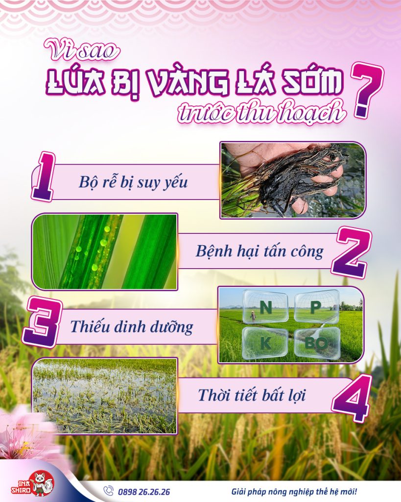Các nguyên nhân khiến lúa bị vàng lá chín sớm trước thu hoạch