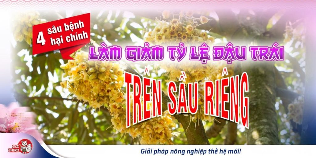 Cùng tìm hiểu 4 sâu bệnh hại hoa làm giảm tỷ lệ sầu riêng đậu trái 