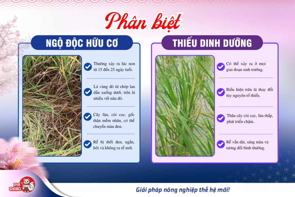 Dấu hiệu lúa bị ngộ độc hữu cơ. Phân biệt nhanh với dấu hiệu lúa bị thiếu dinh dưỡng