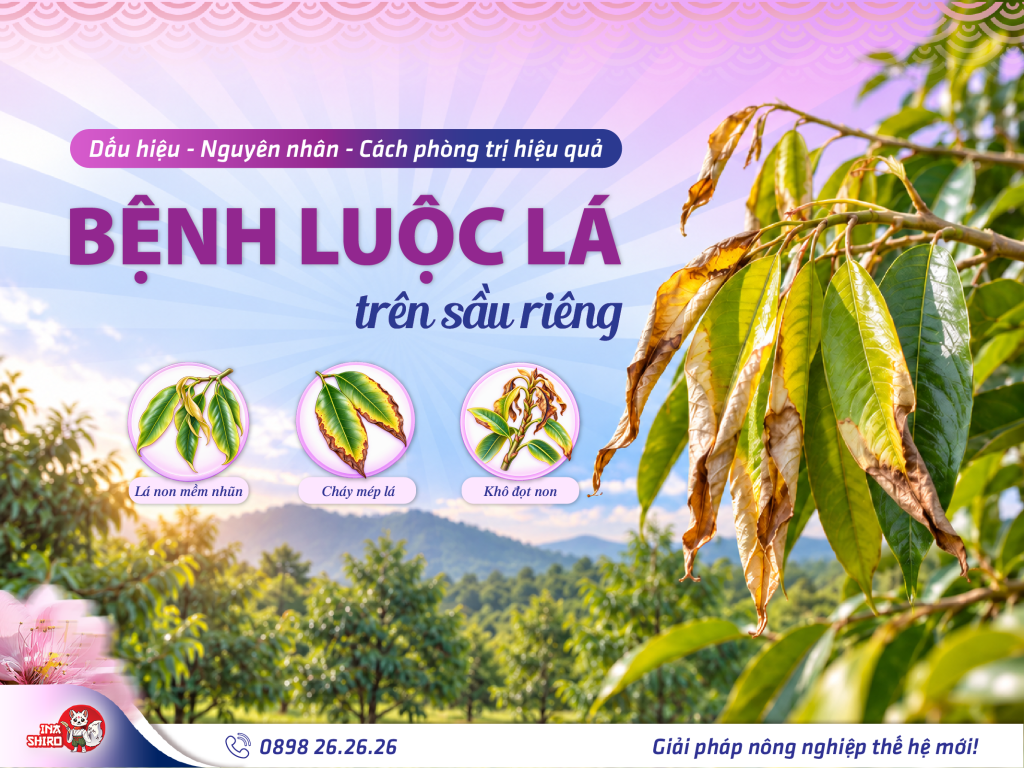 Bệnh luộc lá sầu riêng: Dấu hiệu, nguyên nhân và cách phòng trị hiệu quả