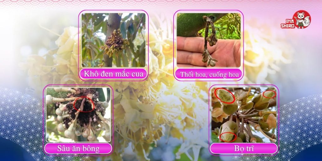 Các loại bệnh hại hoa làm giảm tỷ lệ đậu trái trên sầu riêng: Khô đen mắc cua - Thối hoa, cuống hoa - Sâu ăn bông - Bọ trĩ