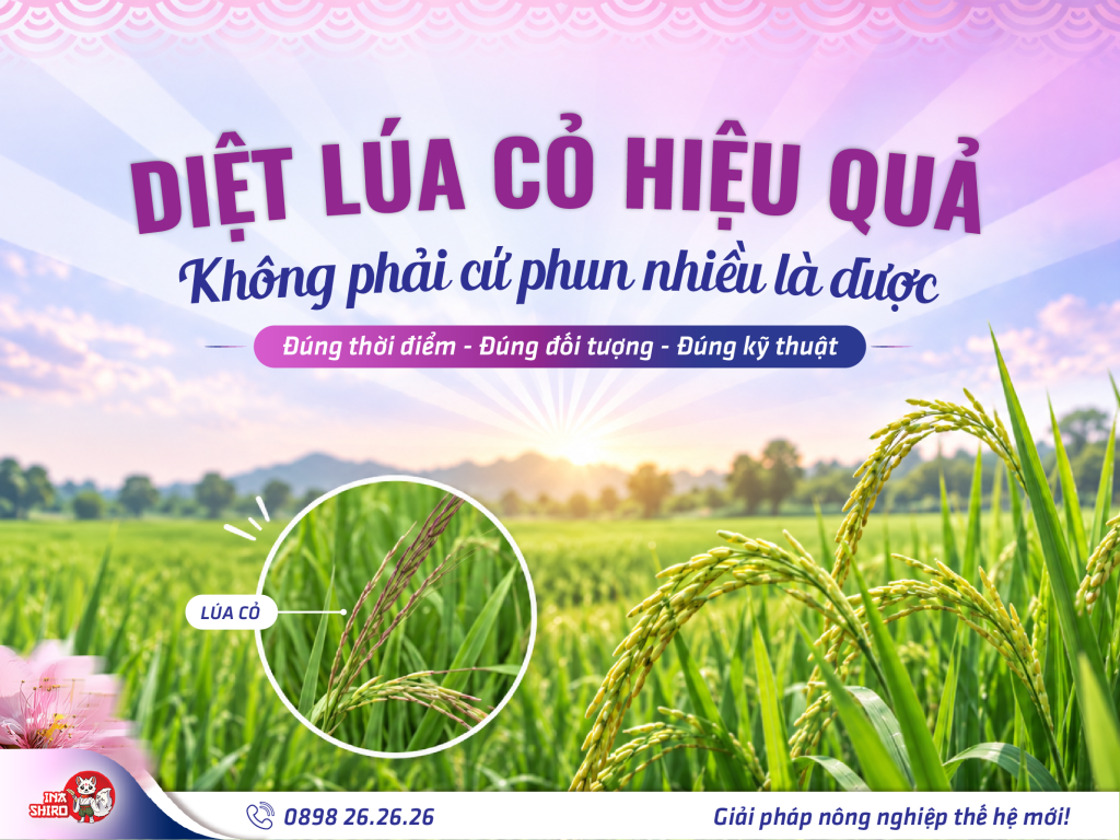 Cách diệt lúa cỏ hiệu quả không phải là cứ phun càng nhiều càng tốt