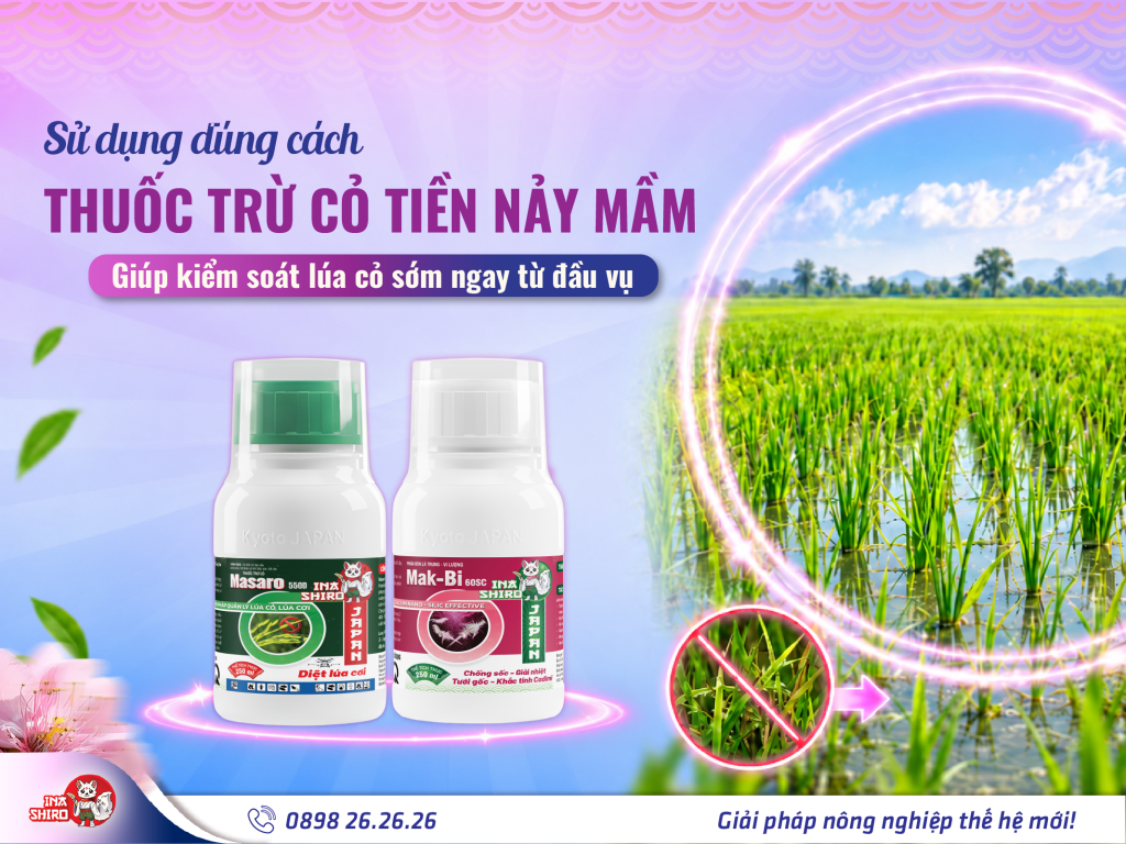 Cách sử dụng thuốc trừ cỏ tiền nảy mầm đúng cách để kiểm soát lúa cỏ sớm ngay từ đầu vụ. Thuốc trừ cỏ tiền nảy mầm MASARO 55OD