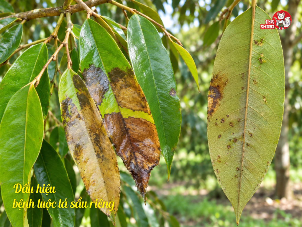 Dấu hiệu bệnh luộc lá sầu riêng