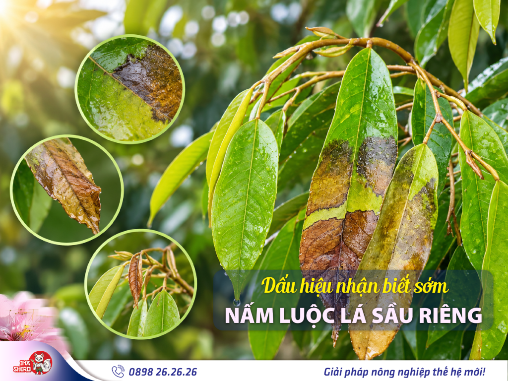 Dấu hiệu nhận biết sớm nấm luộc lá sầu riêng bùng phát