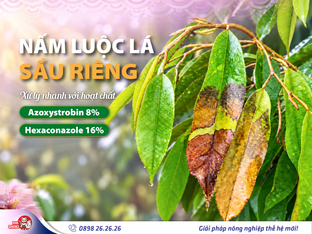 Nấm luộc lá sầu riêng bùng phát mùa mưa. Xử lý nhanh với hoạt chất Azoxystrobin 8% + Hexaconazole 16%.