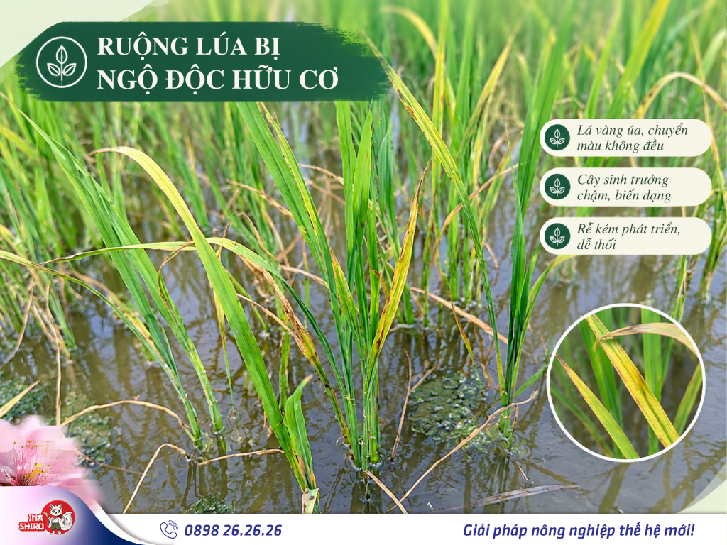 Ruộng lúa bị ngộ độc hữu cơ